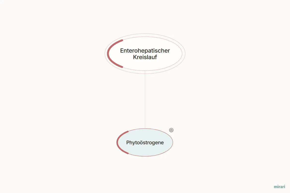 Ausschnitt aus der Starter-Map Die Darm-Hormon-Achse: Phytoöstrogene und die direkt verbundenen Knoten