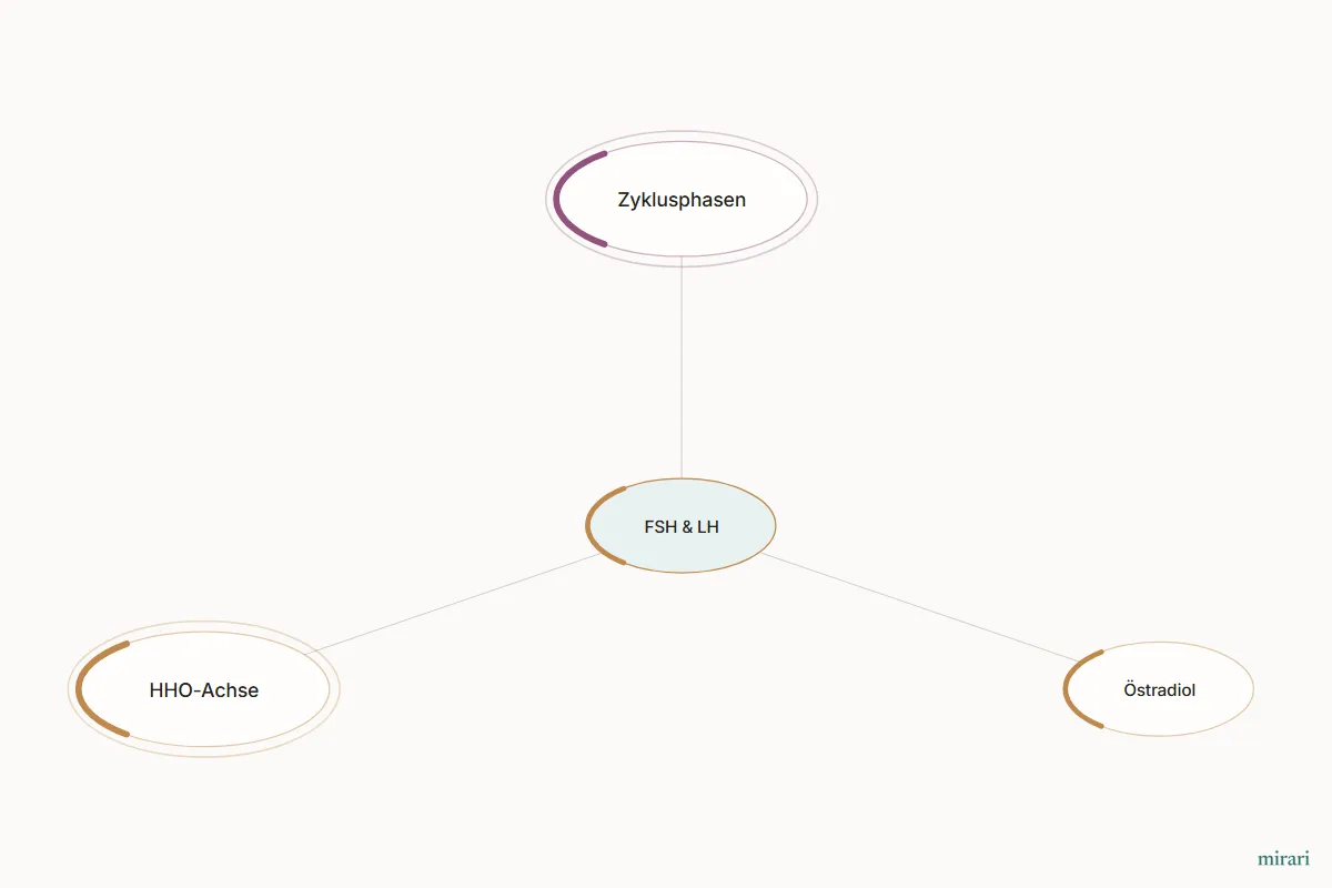 Ausschnitt aus der Starter-Map Kinderwunsch-Basisnetz: FSH & LH und die direkt verbundenen Knoten