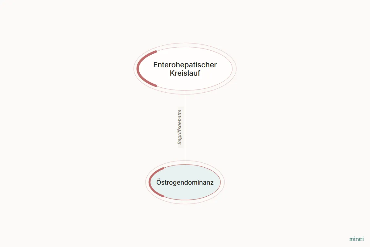 Ausschnitt aus der Starter-Map Die Darm-Hormon-Achse: Östrogendominanz und die direkt verbundenen Knoten