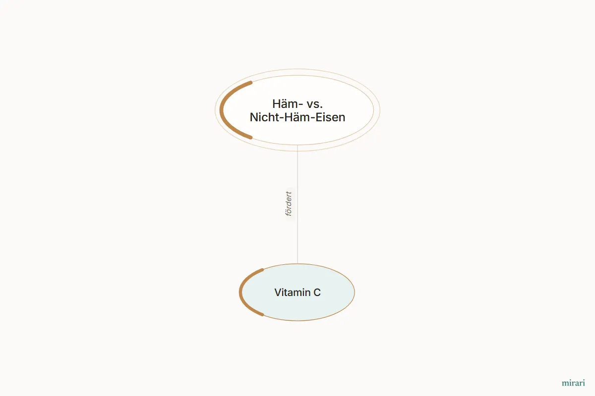 Ausschnitt aus der Starter-Map Eisenmangel und Erschöpfung: Vitamin C und die direkt verbundenen Knoten