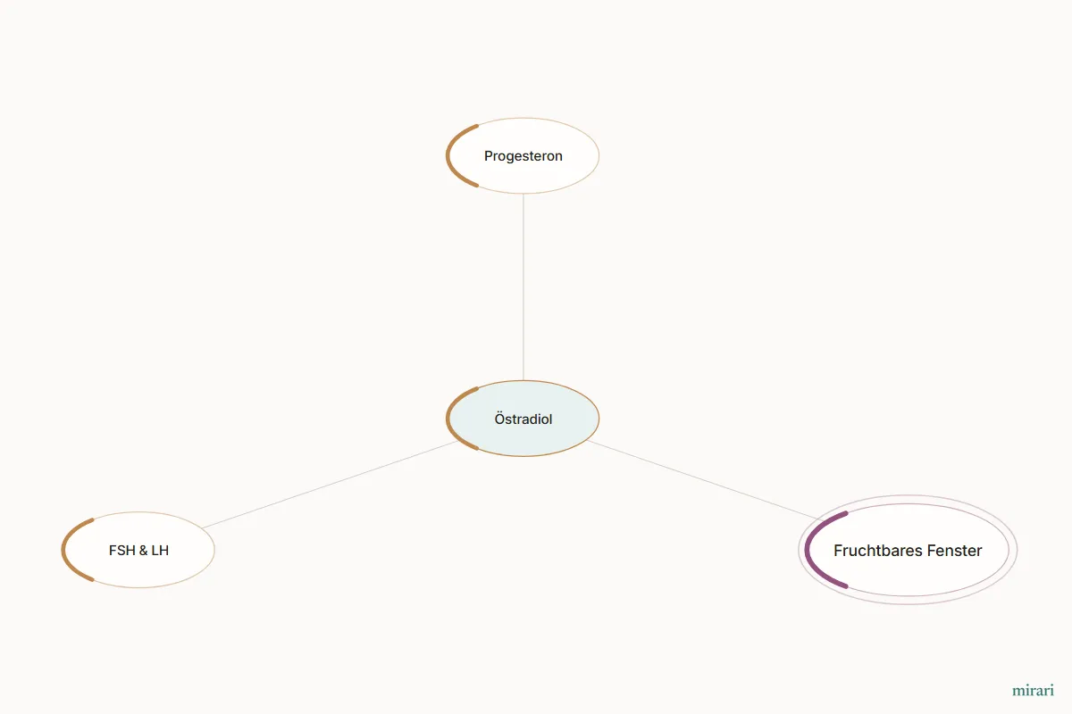 Ausschnitt aus der Starter-Map Kinderwunsch-Basisnetz: Östradiol und die direkt verbundenen Knoten
