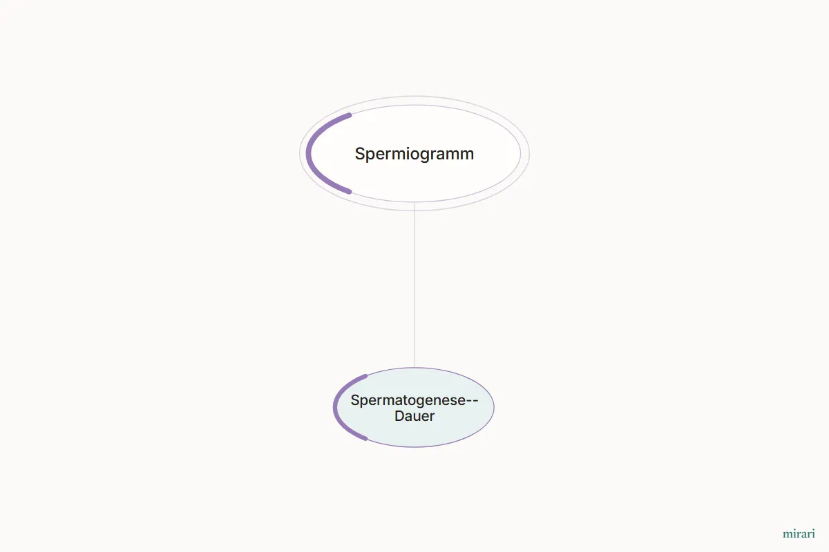 Ausschnitt aus der Starter-Map Kinderwunsch-Basisnetz: Spermatogenese-Dauer und die direkt verbundenen Knoten