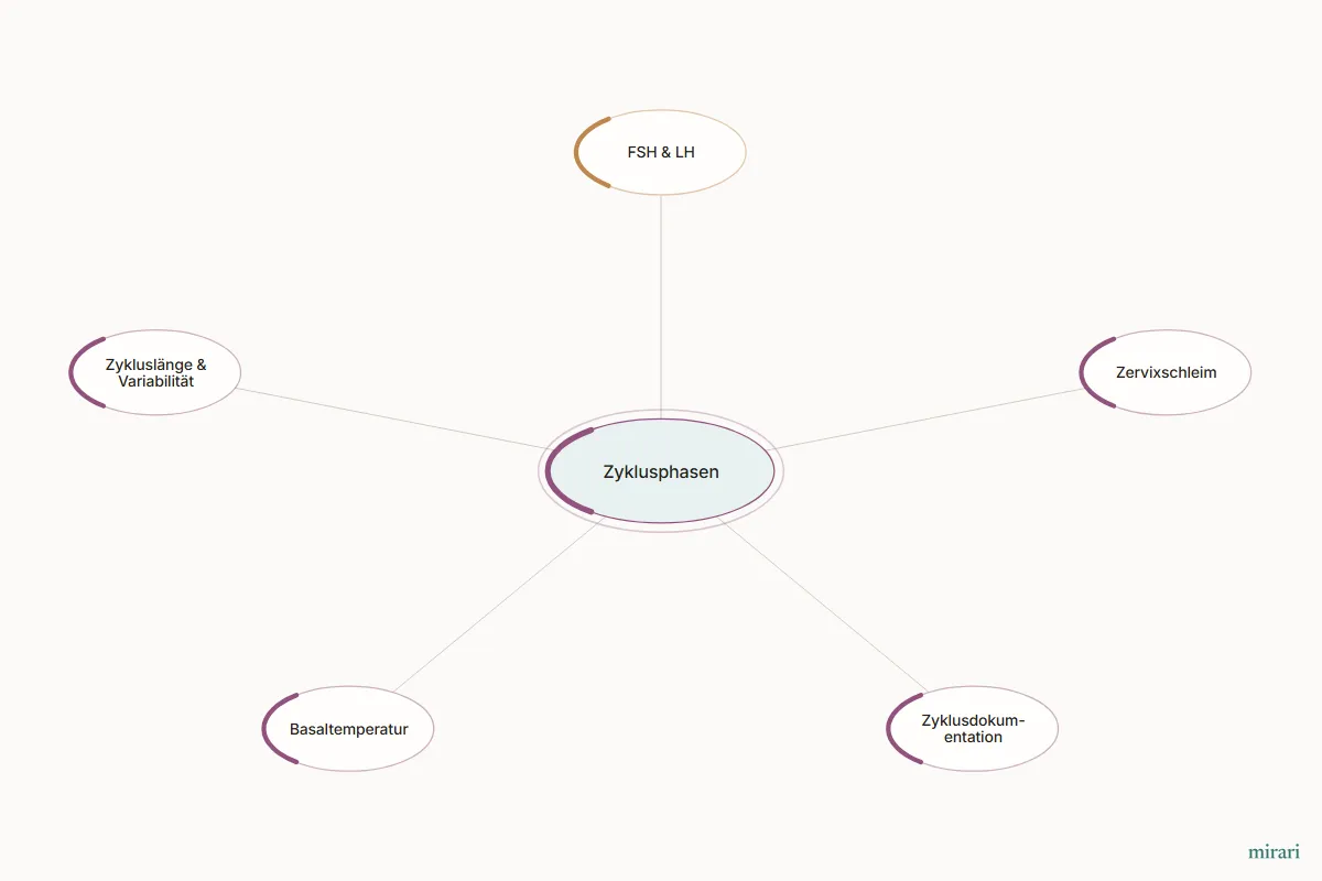 Ausschnitt aus der Starter-Map Kinderwunsch-Basisnetz: Zyklusphasen und die direkt verbundenen Knoten